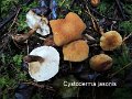 Cystoderma jasonis-amf741
